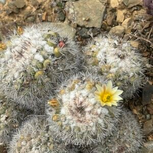 Cochemiea palmeri cactus met levendige groene stengels en gele bloemen in bloei.
