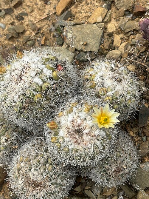 Cochemiea palmeri cactus met levendige groene stengels en gele bloemen in bloei.