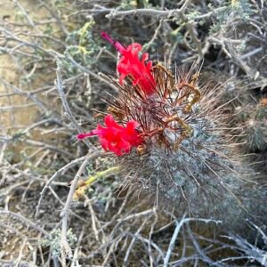 Cochemiea pondii cactus met heldergroene stekels en bloemknoppen.