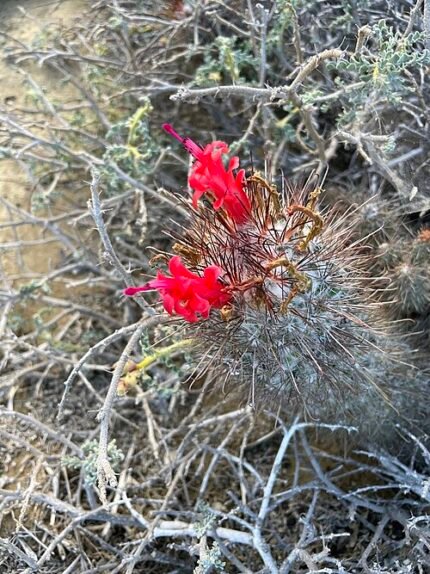 Cochemiea pondii cactus met heldergroene stekels en bloemknoppen.