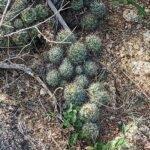 Cochemiea schumannii cactus in bloei.