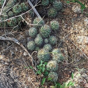 Cochemiea schumannii cactus in bloei.