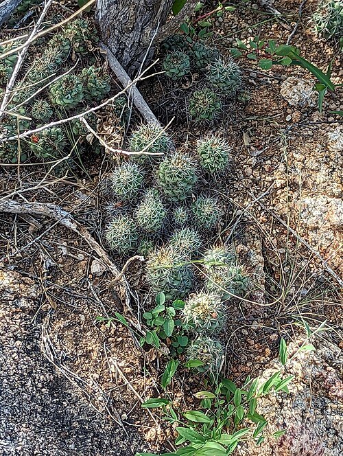 Cochemiea schumannii cactus in bloei.