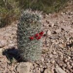 Cochemiea sheldonii cactus met groene stekels en gele bloemen.