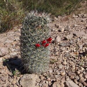 Cochemiea sheldonii cactus met groene stekels en gele bloemen.