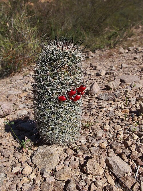 Cochemiea sheldonii cactus met groene stekels en gele bloemen.