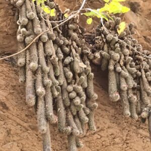 Cochemiea thomasii cactus met heldere gele bloem op witte achtergrond.