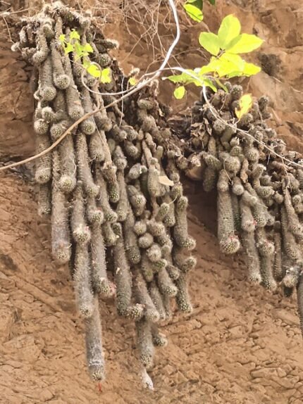Cochemiea thomasii cactus met heldere gele bloem op witte achtergrond.