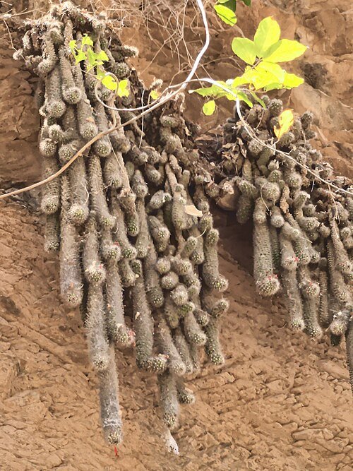 Cochemiea thomasii cactus met heldere gele bloem op witte achtergrond.
