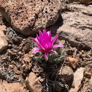 Cochemiea wrightii cactus met heldere gele bloemen en stekelige groene stengels.