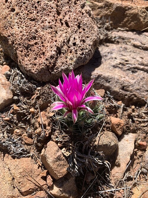 Cochemiea wrightii cactus met heldere gele bloemen en stekelige groene stengels.