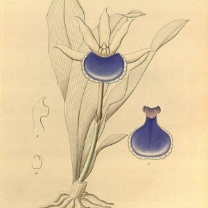 Cochleanthes orchidee bloeit op kleigrond.