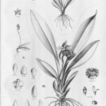 Cochleanthes flabelliformis orchidee met witte bloemen en groene bladeren op kleigrond.