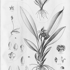 Cochleanthes flabelliformis orchidee met witte bloemen en groene bladeren op kleigrond.