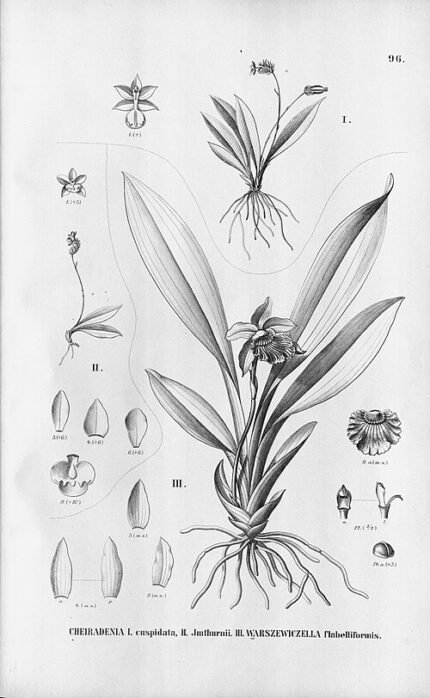 Cochleanthes flabelliformis orchidee met witte bloemen en groene bladeren op kleigrond.