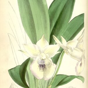 Prachtige roze en paarse orchidee bloem met groene bladeren.