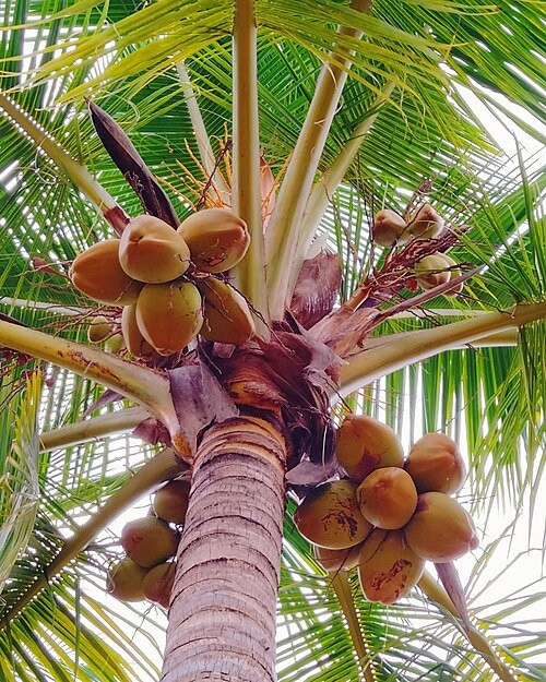 Kokospalmboom met groene bladeren tegen een heldere lucht.