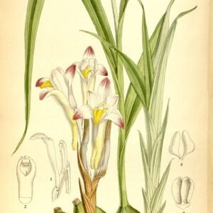 Coelia bella orchidee met paarse en witte bloemen op groene bladachtergrond.