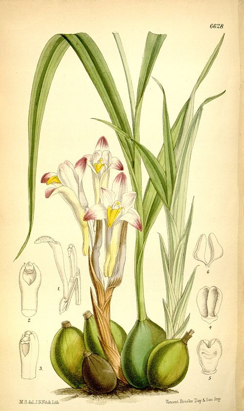 Coelia bella orchidee met paarse en witte bloemen op groene bladachtergrond.