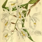 Bloeiende Coelogyne cristata orchidee op groene bladeren achtergrond.