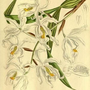 Bloeiende Coelogyne cristata orchidee op groene bladeren achtergrond.