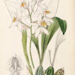 Coelogyne nitida orchidee met witte bloemen en groene bladeren.