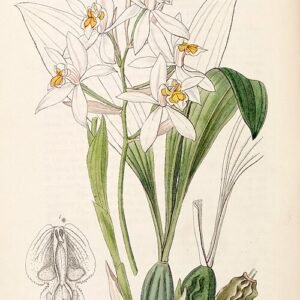 Coelogyne nitida orchidee met witte bloemen en groene bladeren.