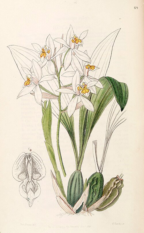 Coelogyne nitida orchidee met witte bloemen en groene bladeren.