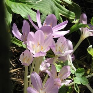 Paarse bloemen van de droogbloeier bloeien in de zon.