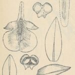 Collabium orchidee met paarse en witte bloemblaadjes en groene bladeren.