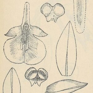 Collabium orchidee met paarse en witte bloemblaadjes en groene bladeren.