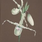 Orchidee Phragmipedium reticulatum met unieke rood-groene bloem.