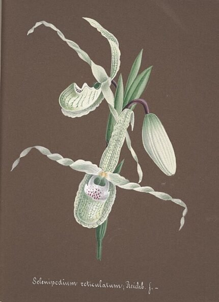 Orchidee Phragmipedium reticulatum met unieke rood-groene bloem.