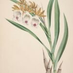 White Galeandra nivalis orchid in full bloom with delicate petals and green leaves.