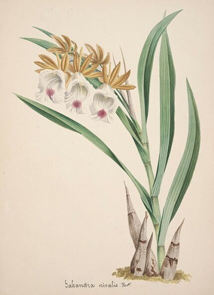 White Galeandra nivalis orchid in full bloom with delicate petals and green leaves.