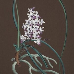 Roze orchideeën in volle bloei met delicate bloemblaadjes en groene bladeren.