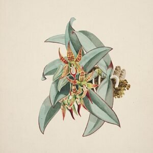 Een feloranje Epidendrum sophronitis orchidee met groene bladeren op neutrale achtergrond.