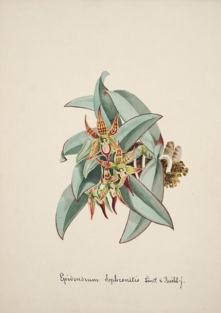 Een feloranje Epidendrum sophronitis orchidee met groene bladeren op neutrale achtergrond.