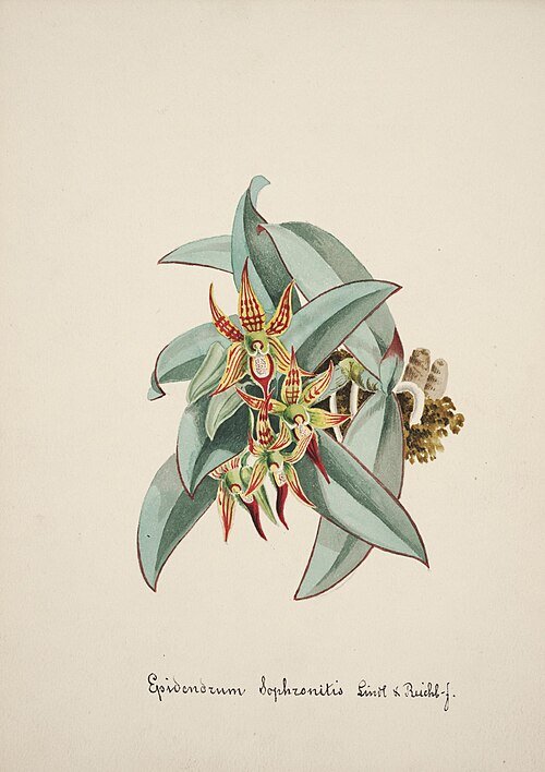 Een feloranje Epidendrum sophronitis orchidee met groene bladeren op neutrale achtergrond.