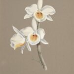 Purple Dendrobium bensoniae orchids blooming with green leaves on wooden background.