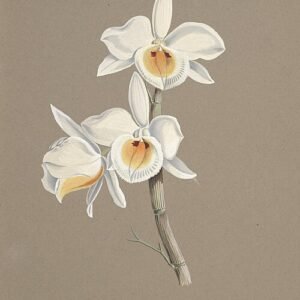 Purple Dendrobium bensoniae orchids blooming with green leaves on wooden background.