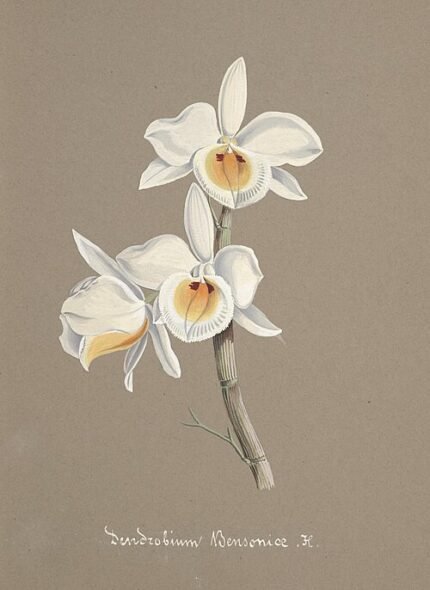 Purple Dendrobium bensoniae orchids blooming with green leaves on wooden background.