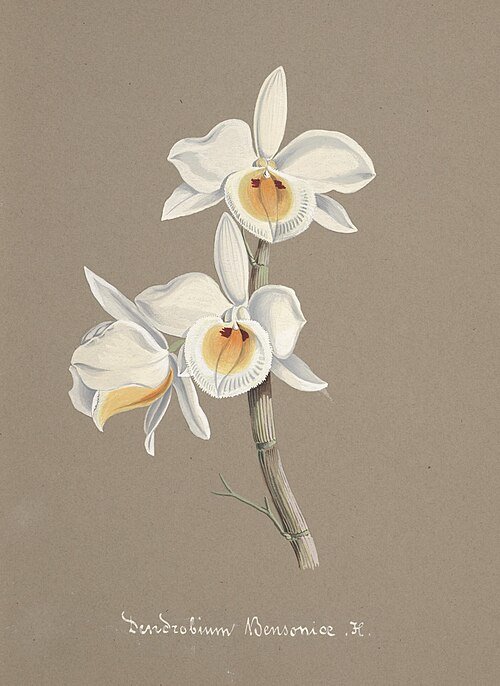 Purple Dendrobium bensoniae orchids blooming with green leaves on wooden background.