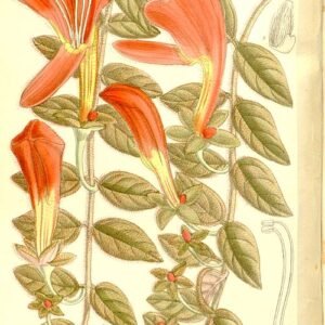 Columnea gloriosa plant met rode bloemen en groen blad.