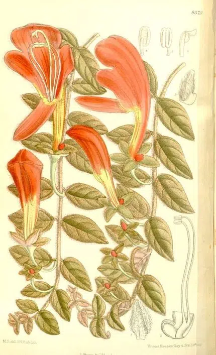Columnea gloriosa plant met rode bloemen en groen blad.