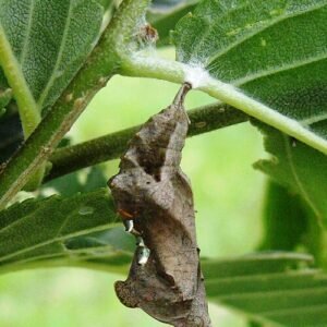 Rups van de Komma vlinder op de bladeren van Ulmus 'Patriot'.