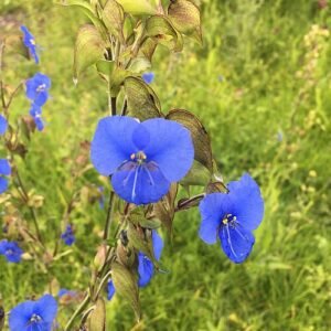 Blauwe bloemen van Commelina tuberosa plant met groen blad.