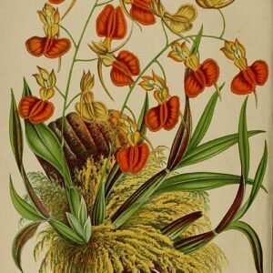 Rode orchidee met kleine bloemblaadjes in klassieke tuinsetting.