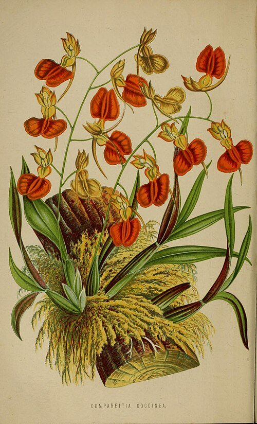 Rode orchidee met kleine bloemblaadjes in klassieke tuinsetting.