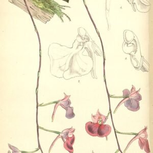 Comparettia falcata orchidee met witte bloemen en groene bladeren.